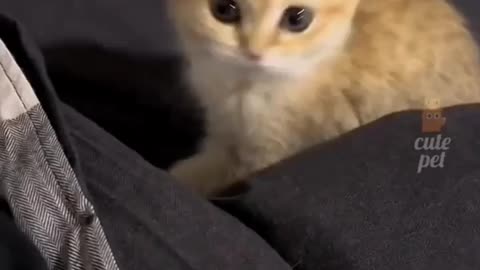 Cute cat s Funny video