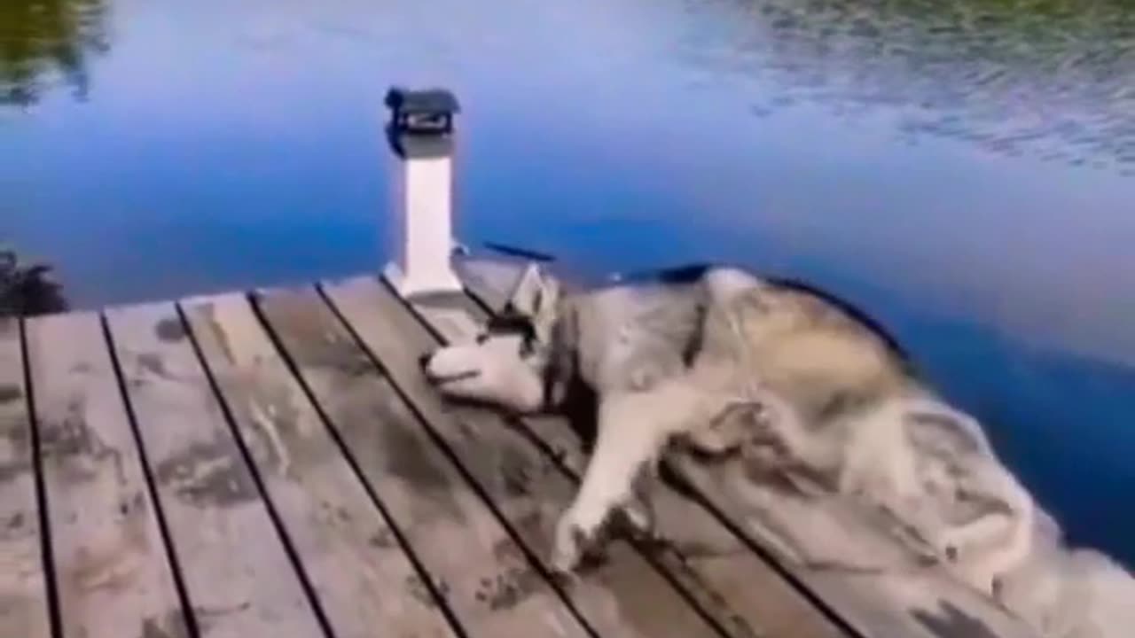 Funniest Dogs And Cats Videos - Best Funny Animal Videos shorts .