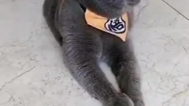 Amazing Funny Pet Cat Steals Food