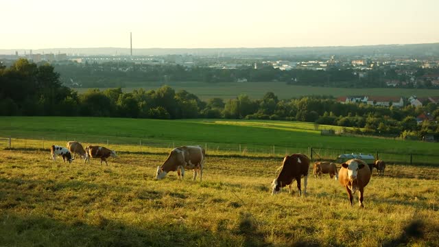 Travel Cows Eating Grass in Farm Land