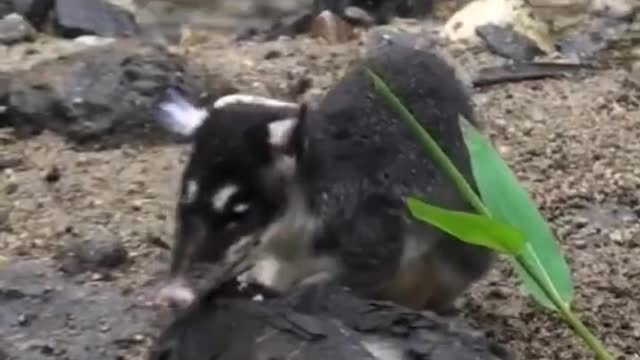 Water Opossum 🐀 One Of The Cutest And Exotic Animals In The World #shorts