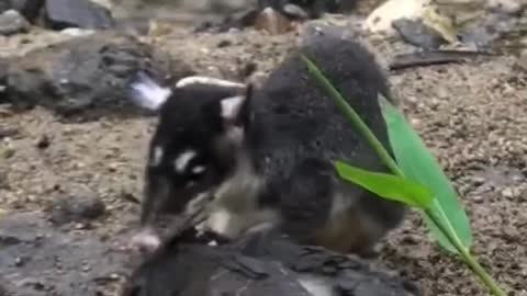 Water Opossum 🐀 One Of The Cutest And Exotic Animals In The World #shorts