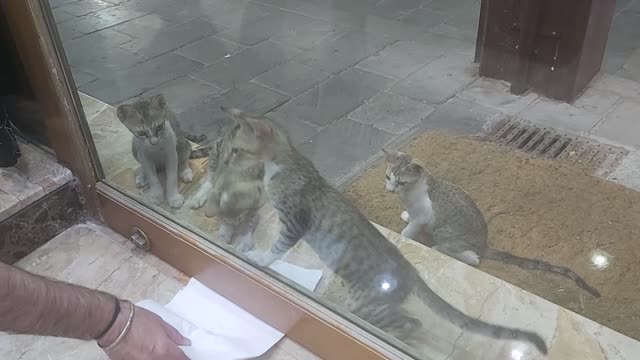 SMALL CATS PLAYING WITH PAPER