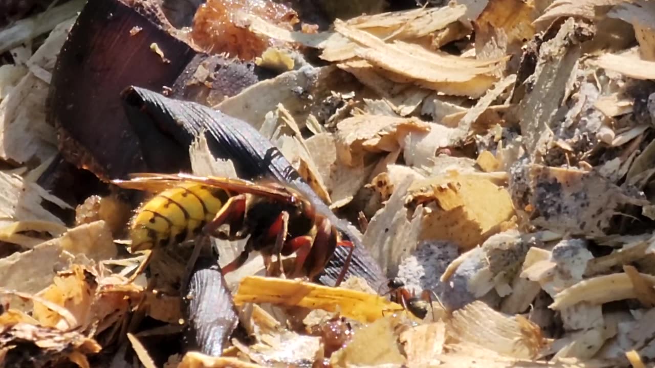 European hornet chows down and doesn't want to share