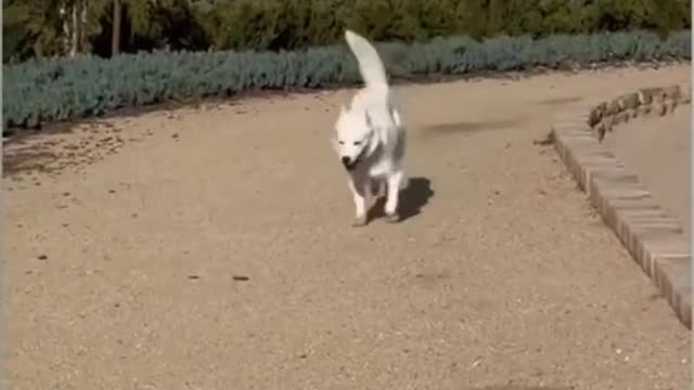 Funny collection of dogs