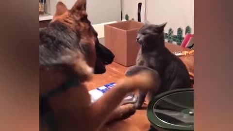 Dogs and cats funny moment video