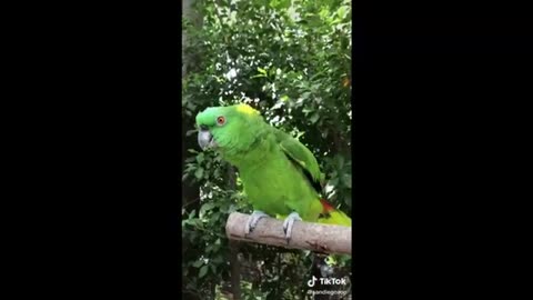 Funny birds