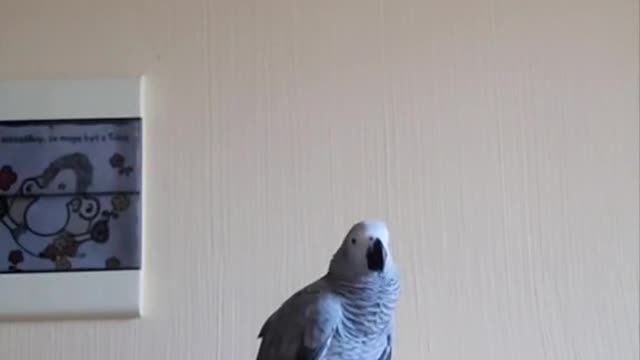 parrot #africangrey #funny #parrotslover