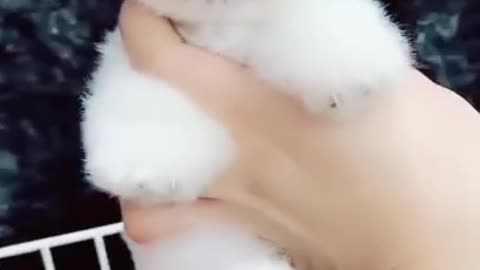 Cute little puppy video from Tik Tok ! love this puppy