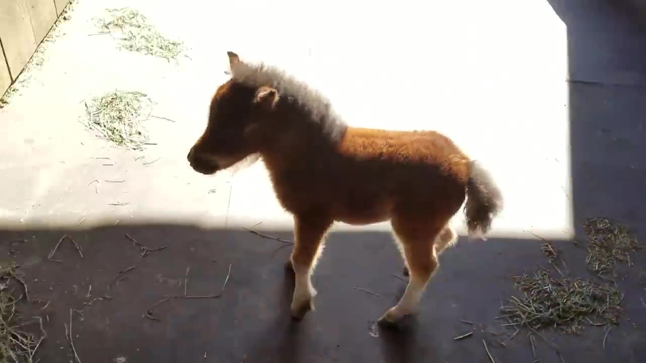 baby miniature horse chasing me