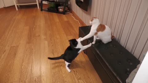 Cat Slaps😾