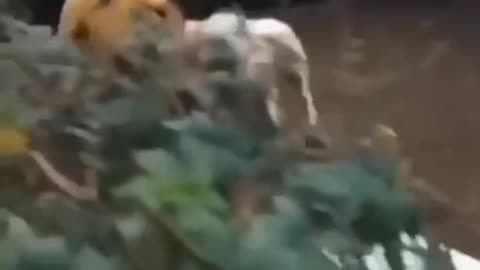 Drove the goat crazy