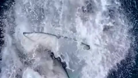 dolphins ever fight || #dolphin #fight #nature
