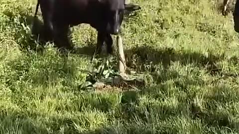Buffalo cut by human