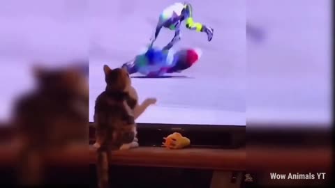 Funniest Cats and Dogs 2023