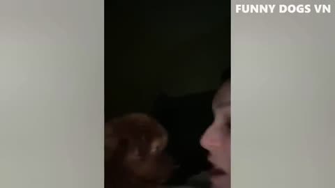 BEST FUNNY ANIMALS CATS & DOGS HHH