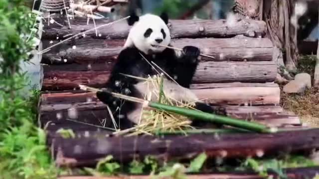 Panda, a national treasure