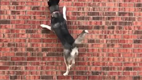 a dog will leap over a wall in desperation.