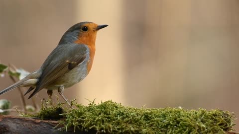 The beauty of forest birds