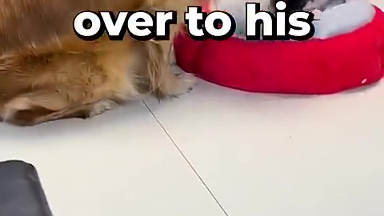 Which Piece Of Treat Will He Take? πΆπ