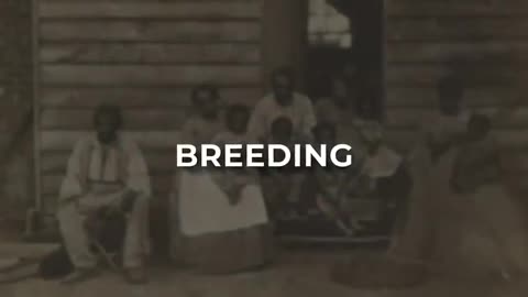 BREEDING FARMS IN THE DAYS OF SLAVERY - SOMETHING YOU MAY NOT HAVE GIVEN MUCH THOUGHT