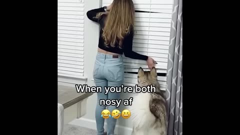 Funny pets 99% make you laught