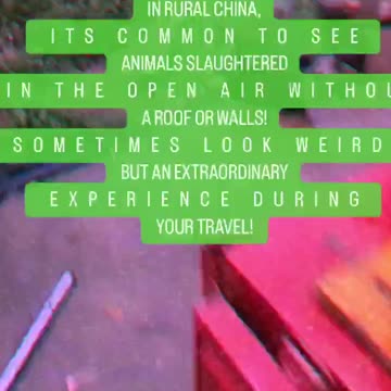 EXTRAORDINARY SLAUGHTERED EXPERIENCE IN RURAL CHINA!