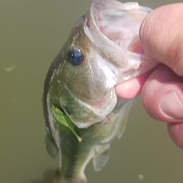 Largemouth bass.