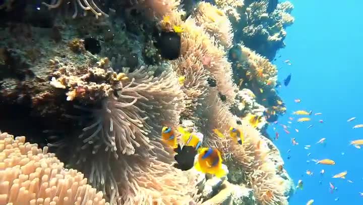 Yellow blue white and pure black fish 13