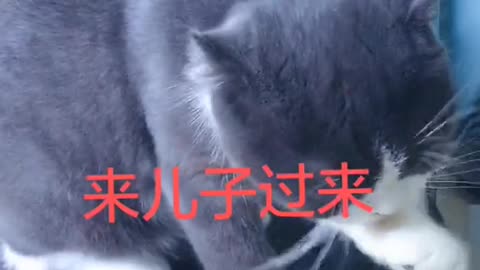 FUNNY CAT