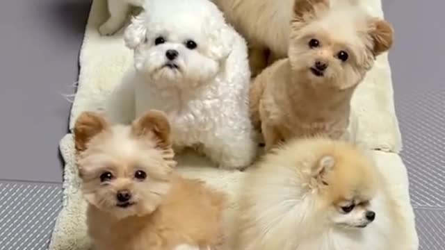 Pet love community