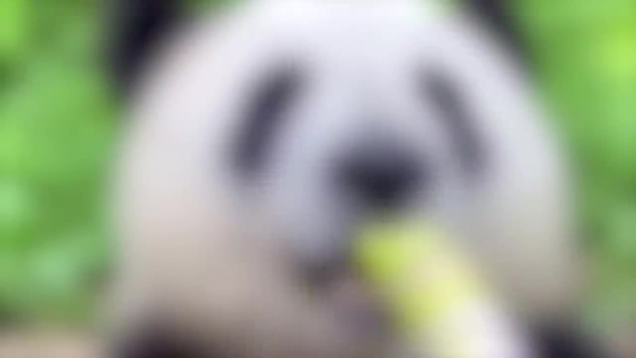 Funniest Animals 2023 π Funny videos of cats and dogs πΊπΆ Part 2