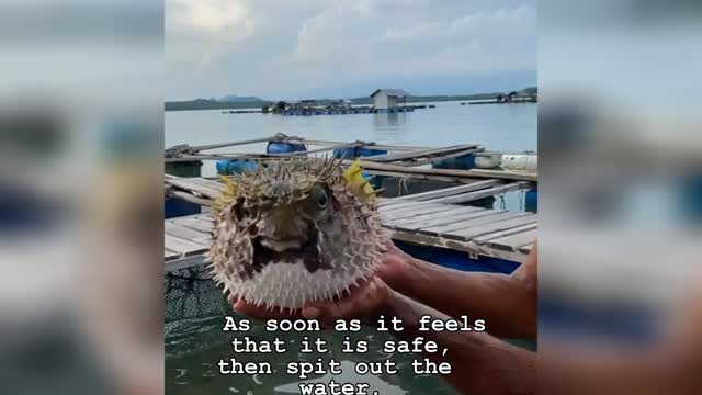 Puffer Fish: How They Protect Themselves From Predators