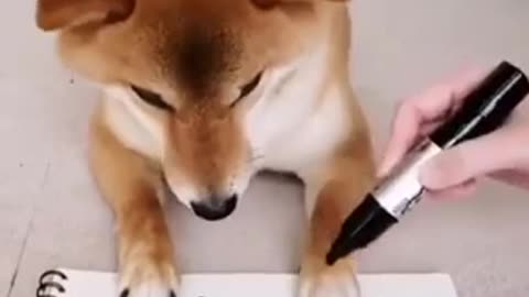 Funny animal video