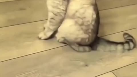 Funny, Crazy Cats #2 Adorable!
