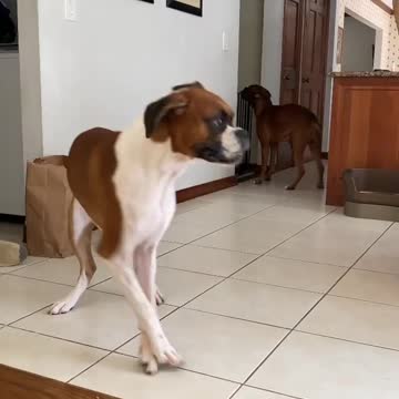 Playing Boxer dogs indoors is very fun