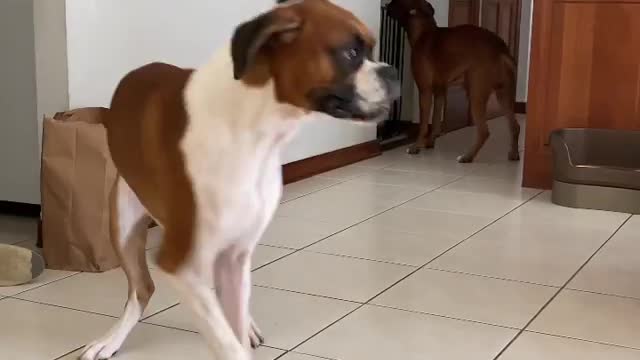 Playing Boxer dogs indoors is very fun