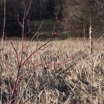Goose Home flies off