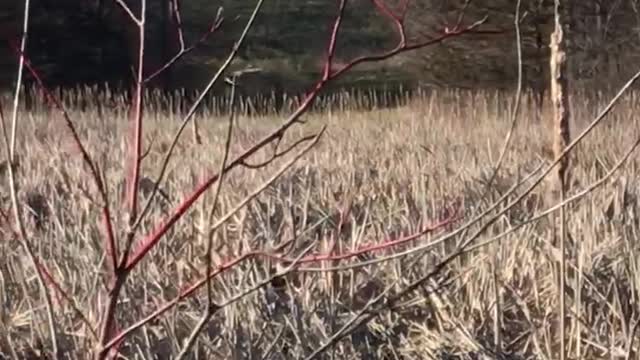 Goose Home flies off