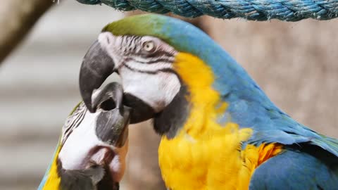 Look at the parrot kissing his wife for Christmas