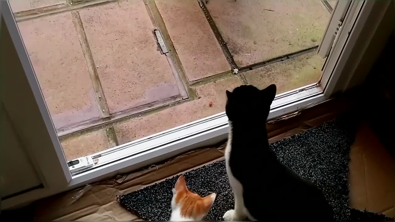 Peacock Vs Cats Compilation