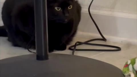 Cute Precious Piper Likes to Sit By the Christmas Tree - Adopting a Cat from a Shelter Vlog