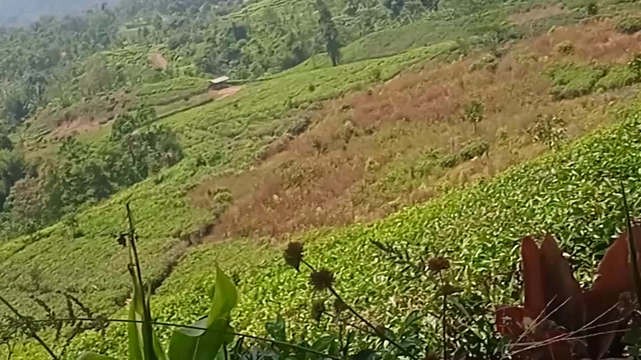 eating in the tea garden with family