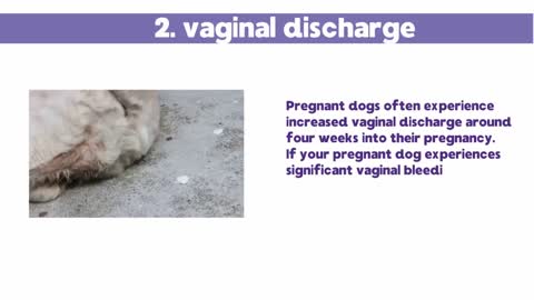 7 ways to tell if a dog is pregnant.