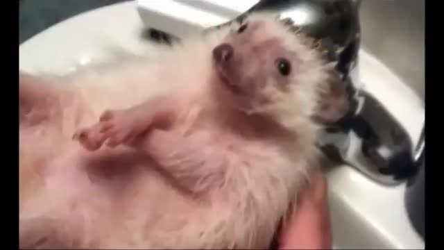 Funny Animals(pets and wild ones too)