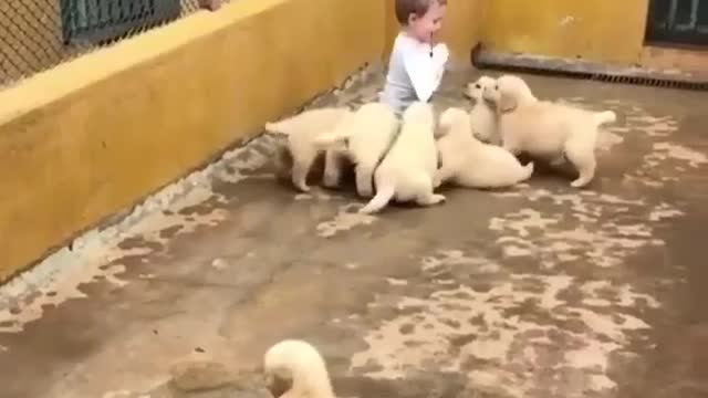 A small child with a group of small dogs🐶😍