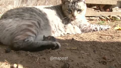Cat Vs Mouse Eye Contact | Cat And Mouse
