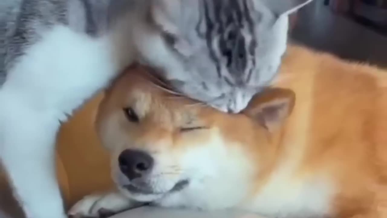 Funny dog and cat