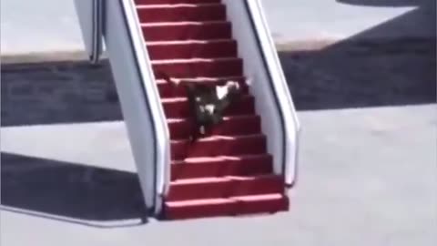 POTUS Biden Falls Down Steps, Again 2023