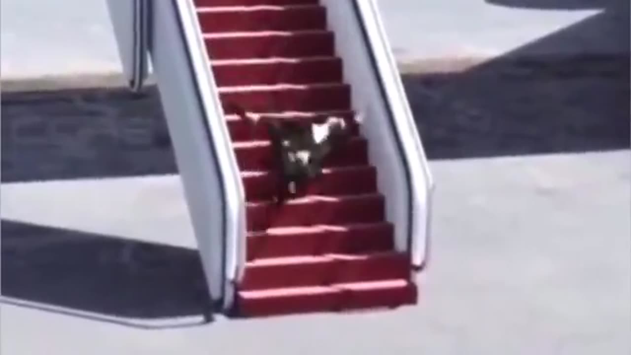 POTUS Biden Falls Down Steps, Again 2023